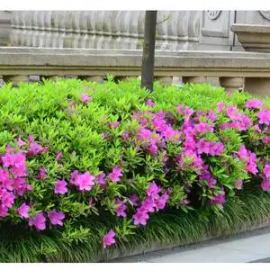 园林花园绿化苗木庭院植物毛杜鹃树苗四季杜鹃树苗四季常青绿篱