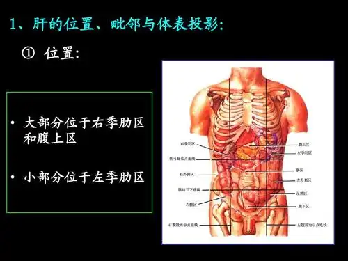 1,肝的位置,毗邻与体表投影: ① 位置:   大部分位于右季肋区 和腹上