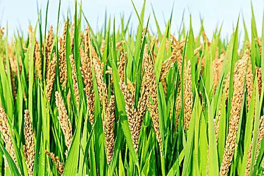 金色图片_金色图片大全_金色图片素材