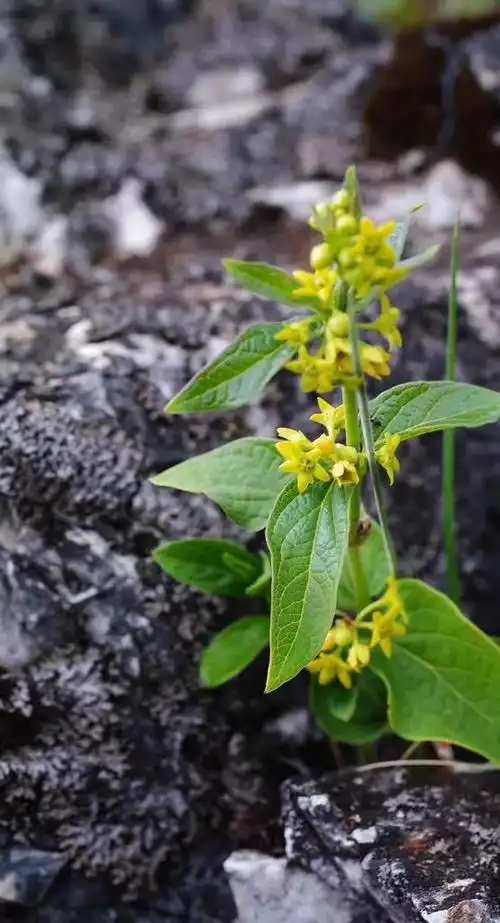 拉市海保护区被子植物大理白前