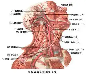 颈外动脉分支