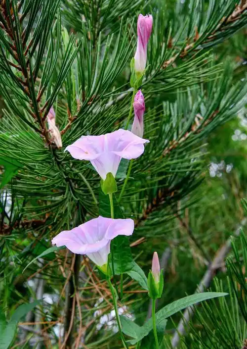 旋花(旋花科植物的种子类药材有哪些图片) 第12张