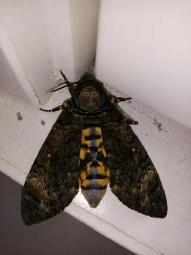 有谁知道这是什么飞蛾品种?背部跟蜜蜂差不多,但是很大.