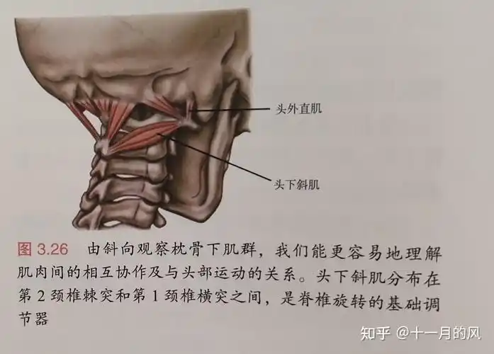 枕骨下肌群 - 知乎