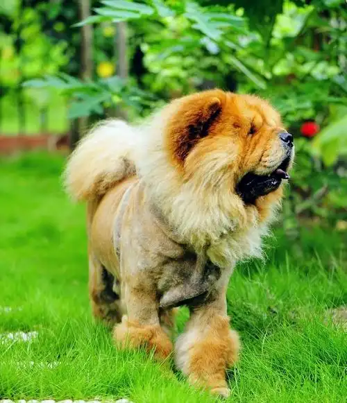 狮子狗----头一回看见