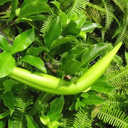 羊角拗叶野生新鲜发货500g羊角藤鲤鱼橄榄羊角藤猪屎壳沥口花顺丰