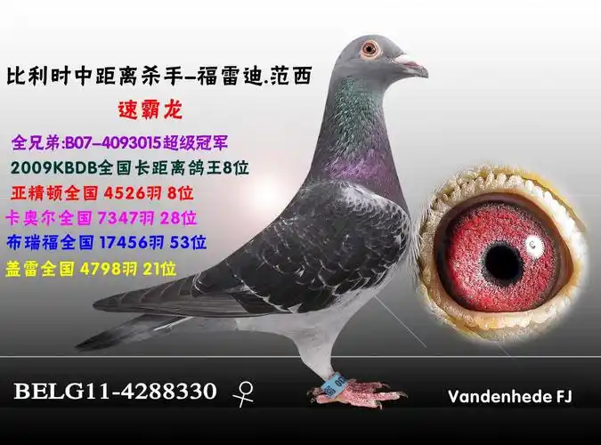 福雷迪.范西-7_天津火箭基地鸽业_ ag188.com爱鸽商城_中国信鸽信息网