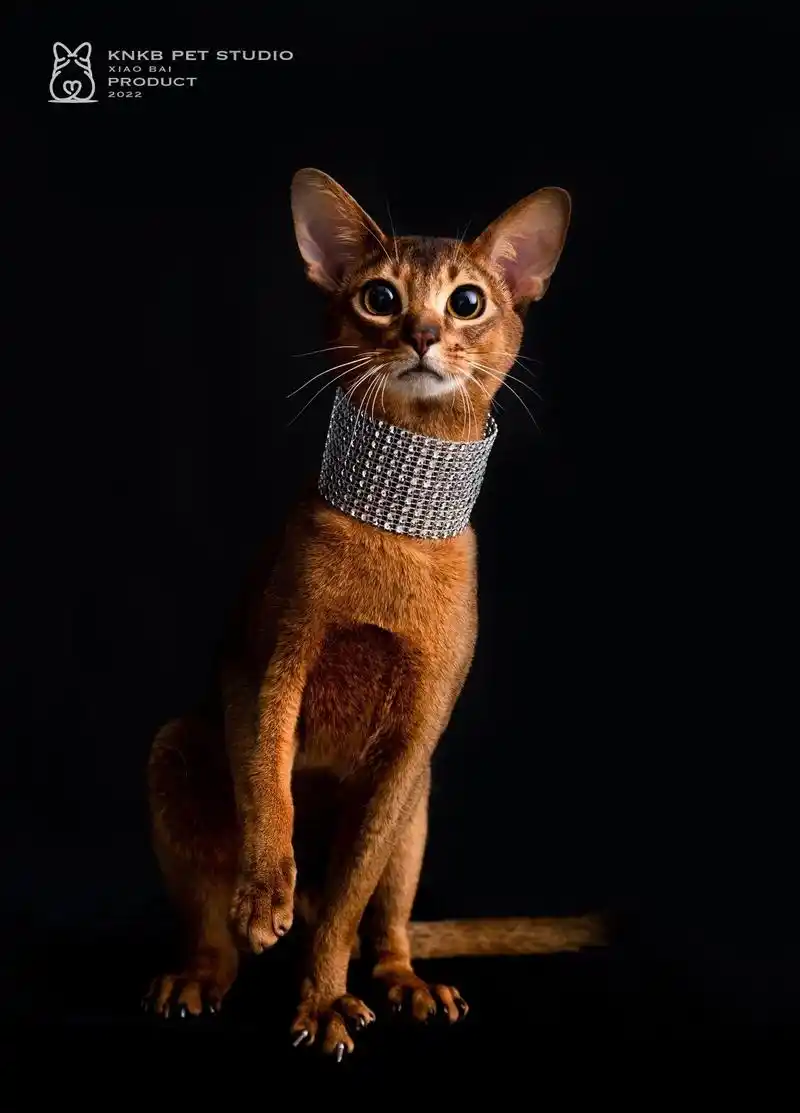 埃及法老的猫.#阿比西尼亚猫 #宠物摄影 #延吉宠物摄影 - 抖音