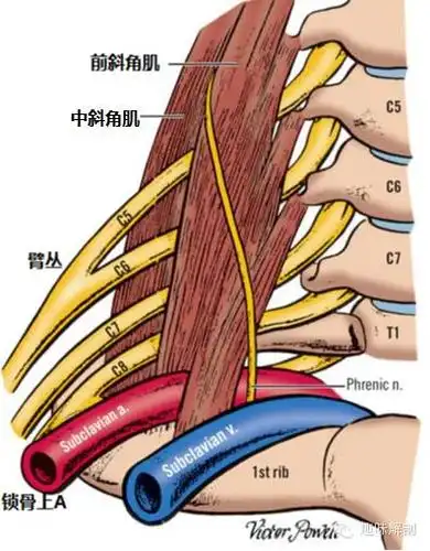 桡神经解剖易卡压点触诊牵张治疗