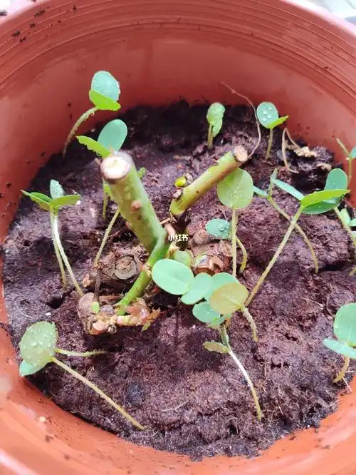 玫瑰花  种的玫瑰花发芽了.开心