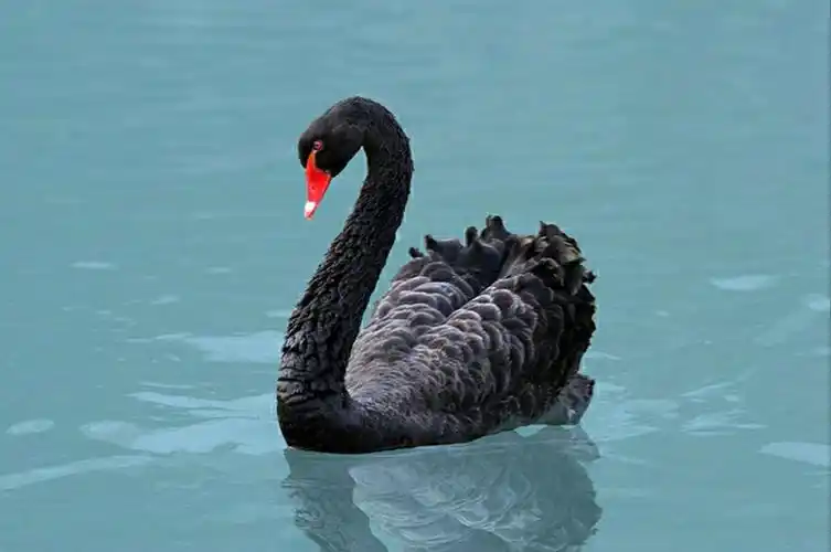 其它 给黑天鹅的礼赞 写美篇黑天鹅 我用最长的记忆, 记住你的红唇黛