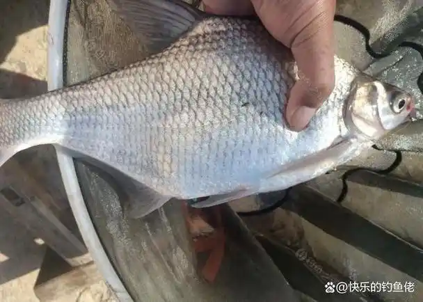 野钓鳊鱼经验分享:这五个干货小技巧,让你轻松钓获"锅盖鳊"!