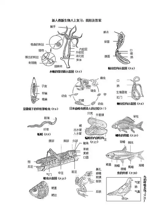 新人教版八年级上册生物复习图形及答案