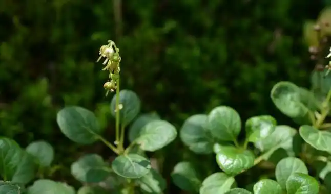 p>圆叶鹿蹄草( a href="#" data-lemmaid="8074290">学名 /a>:pyrola