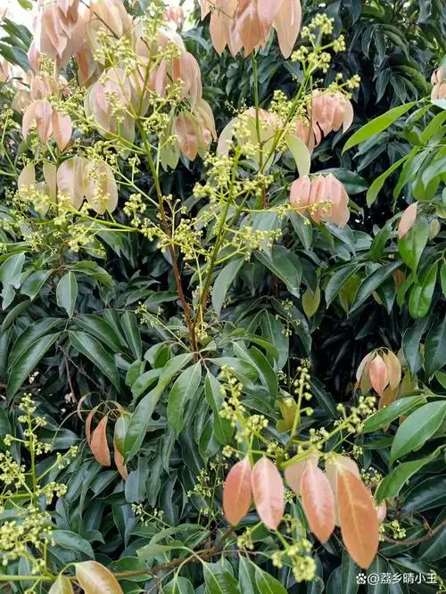 中国荔枝之乡灵山桂味荔枝开花了!