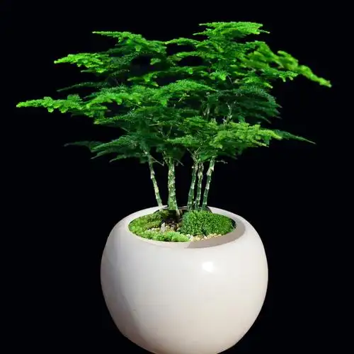 云竹盆栽植物室内花卉办公室桌面绿植好养四季常青景观竹子小盆景