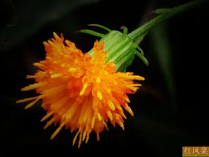 [原创]图0329红凤菜