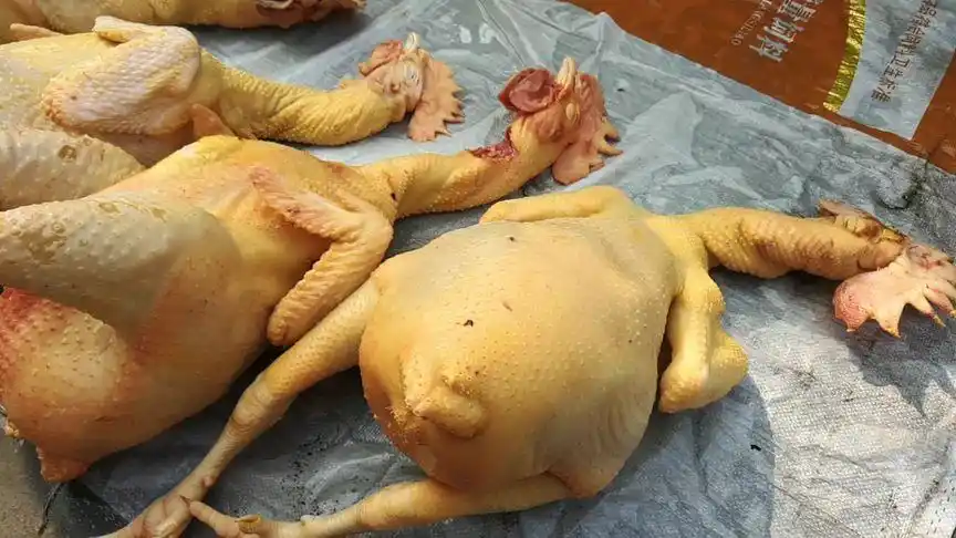 老爸老妈今天宰了家里的几只大公鸡 拔毛处理好等我们返城带走