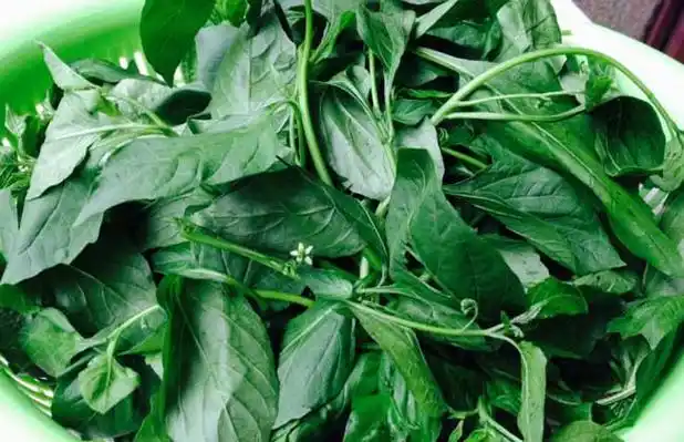 白花菜的功效与作用