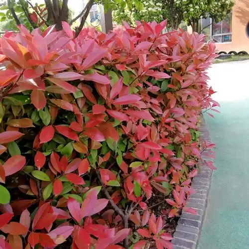 植物围墙红叶石楠篱笆苗隔离绿化带四季常青植物庭院户外花园