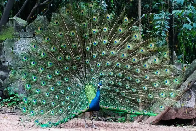 什么凤凰是孔雀的祖先