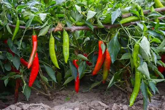 辣椒树青辣椒图片