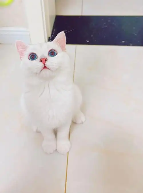 终于在七夕那天接回家喽…白色银点起名"银耳"哈哈…大家帮我看看品相