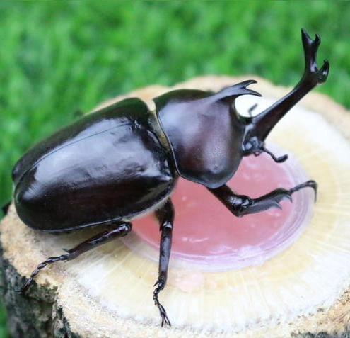 原创原来农村常见的独角仙虫现在竟然每只值1百元到底有何用