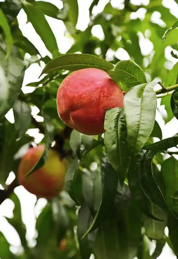 中桃14号毛桃品种特性,栽培要点及营养价值介绍!