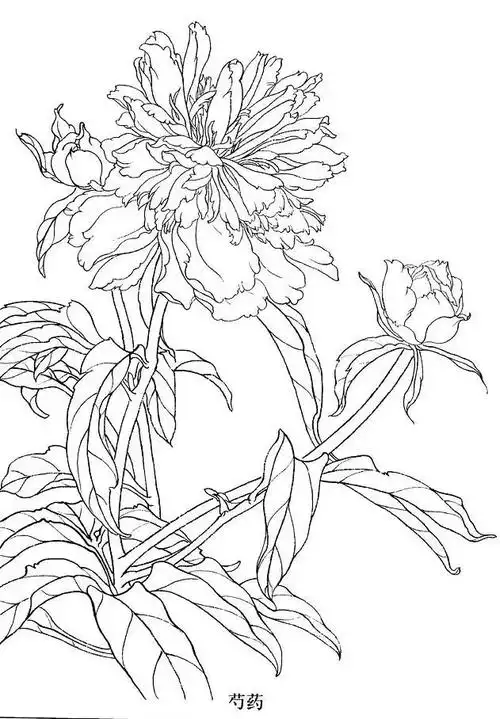 工笔白描花卉怎么画这些素材不看亏大了