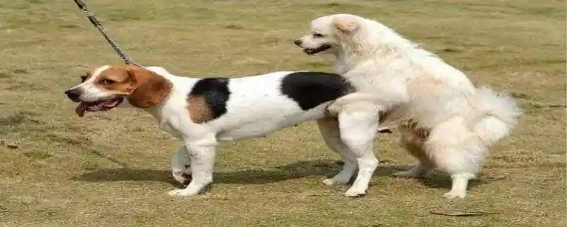 狗是怎么交配的