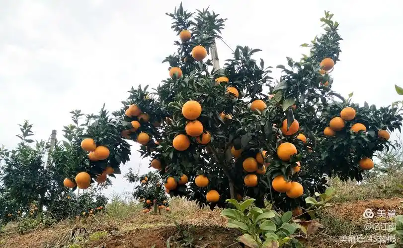 大路神堂村"红美人"橙园,在2020年10月30号开园促销