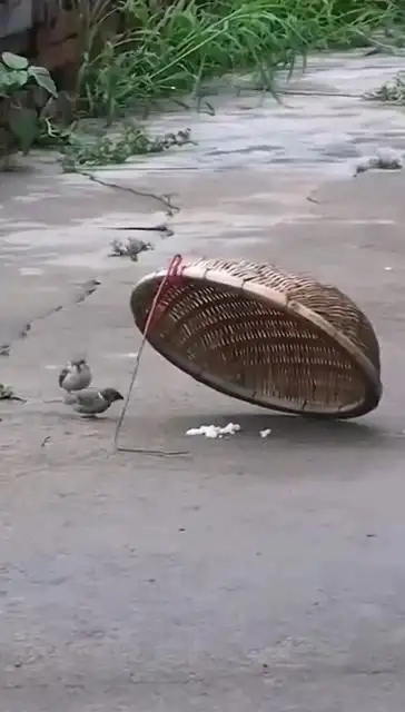 两只小麻雀进入陷阱觅食,结果麻雀的举动太感人了,都不忍心抓它们