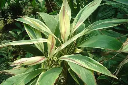 如何辨别红铁树