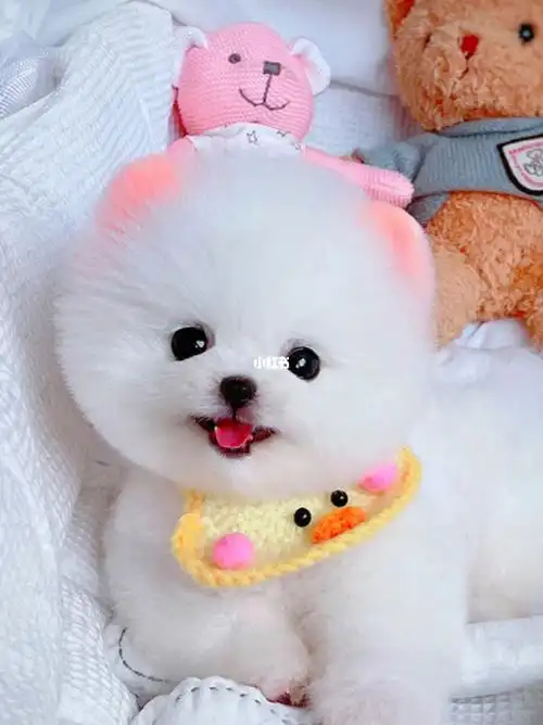 在线修剪造型的小博美