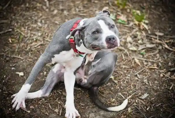 狗狗总是浑身痒要警惕蜱虫与跳蚤使用这一招让它们去无踪