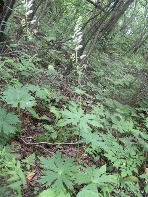 可用于风湿腰腿痛,关节肿痛,跌打损伤.