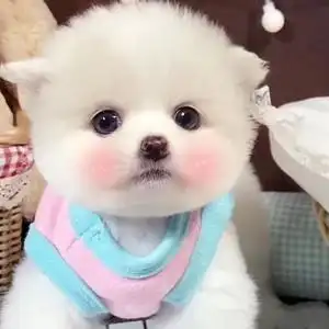 纯种白博美幼犬茶杯犬小型可爱迷你长不大活体俊介犬宠物真小狗狗