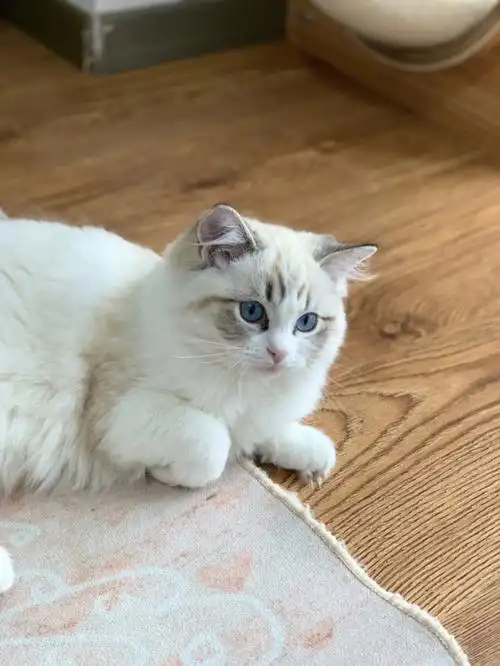 山猫山猫山猫布偶弟弟