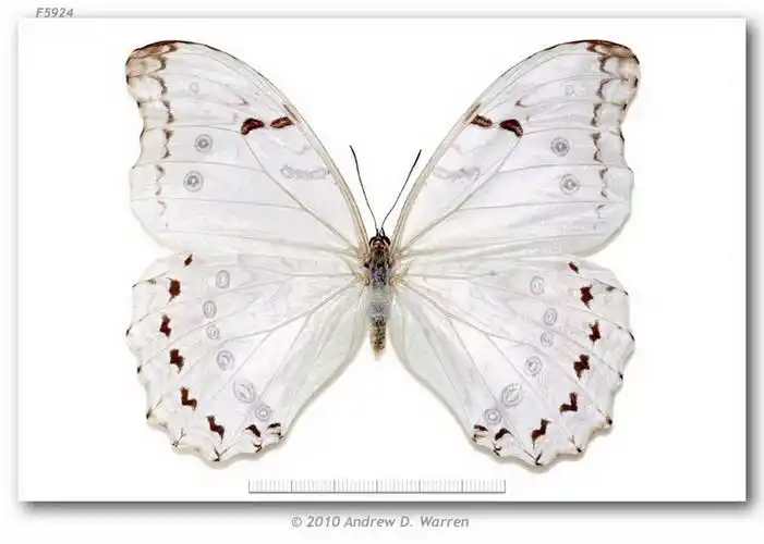 p> a target="_blank" href="/item/多音白闪蝶/8607252" data-lemma