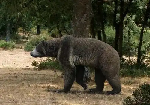 史前巨熊的体型有多大?最大可达两吨!