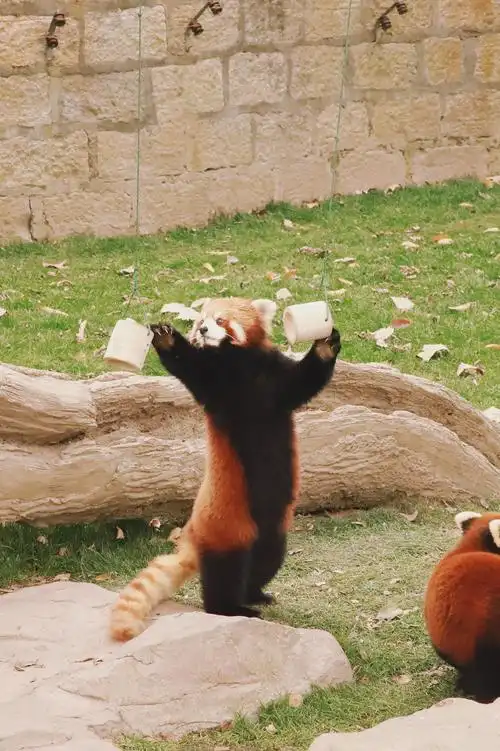 上海野生动物园的小熊猫
