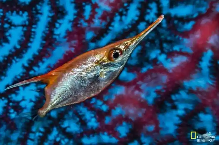 水下128米,身长15厘米的长吻鱼能在昏暗深海看清事物但这种气体也有个