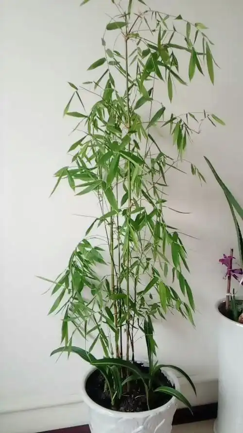 新年到,我的竹子代表节节高升看到者都高升