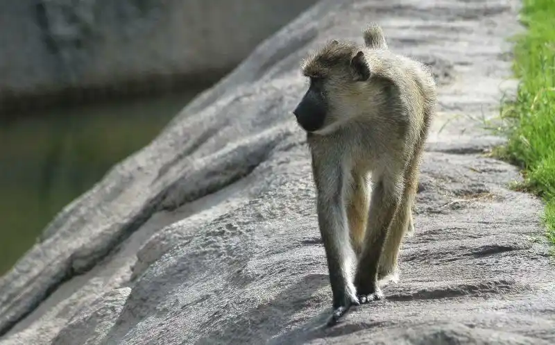 动物园掠影(三)走兽——摄影师胚芽米