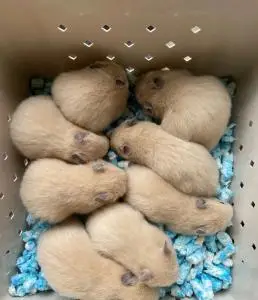 (24元一只米熊包邮到家)宠物店不开了金丝熊仓鼠活体幼崽小宠