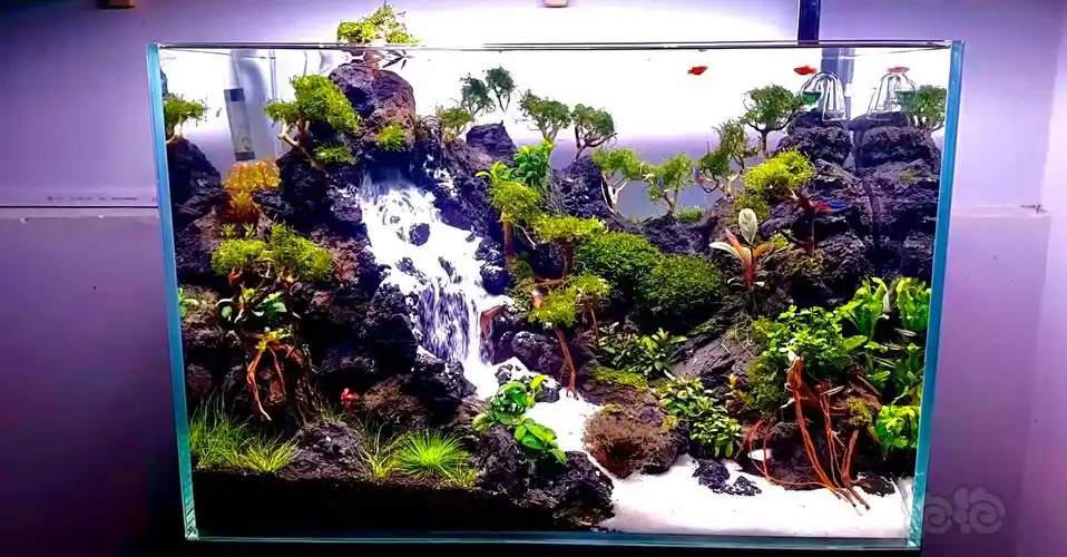 草缸及造景入门攻略