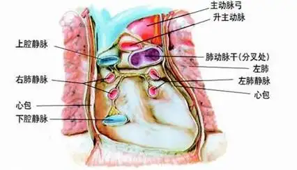心包腔 浆膜性心包脏,壁两层在出入心的大血管根