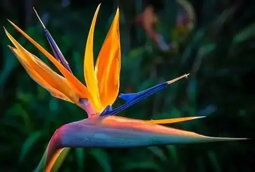 世界上最美的花,你最喜欢哪一种?