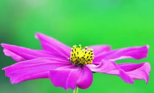 我镜头下最美的花儿#---花花世界